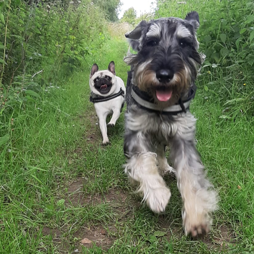 Achilles and Peggy running - Lynne Orvis Dog Grooming